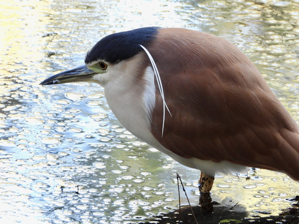 Martinete Canelo - ML639445698