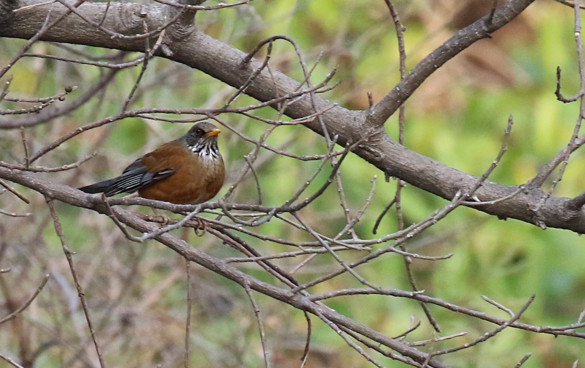Rufous-backed Robin - ML639445701