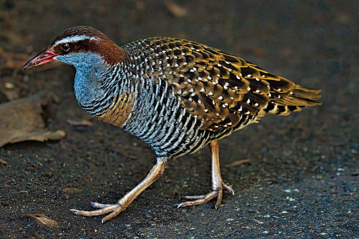 Buff-banded Rail - ML639445729