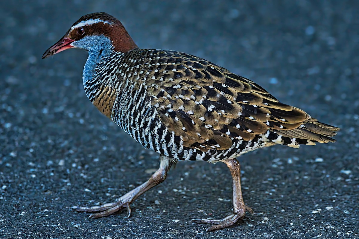 Buff-banded Rail - ML639445786