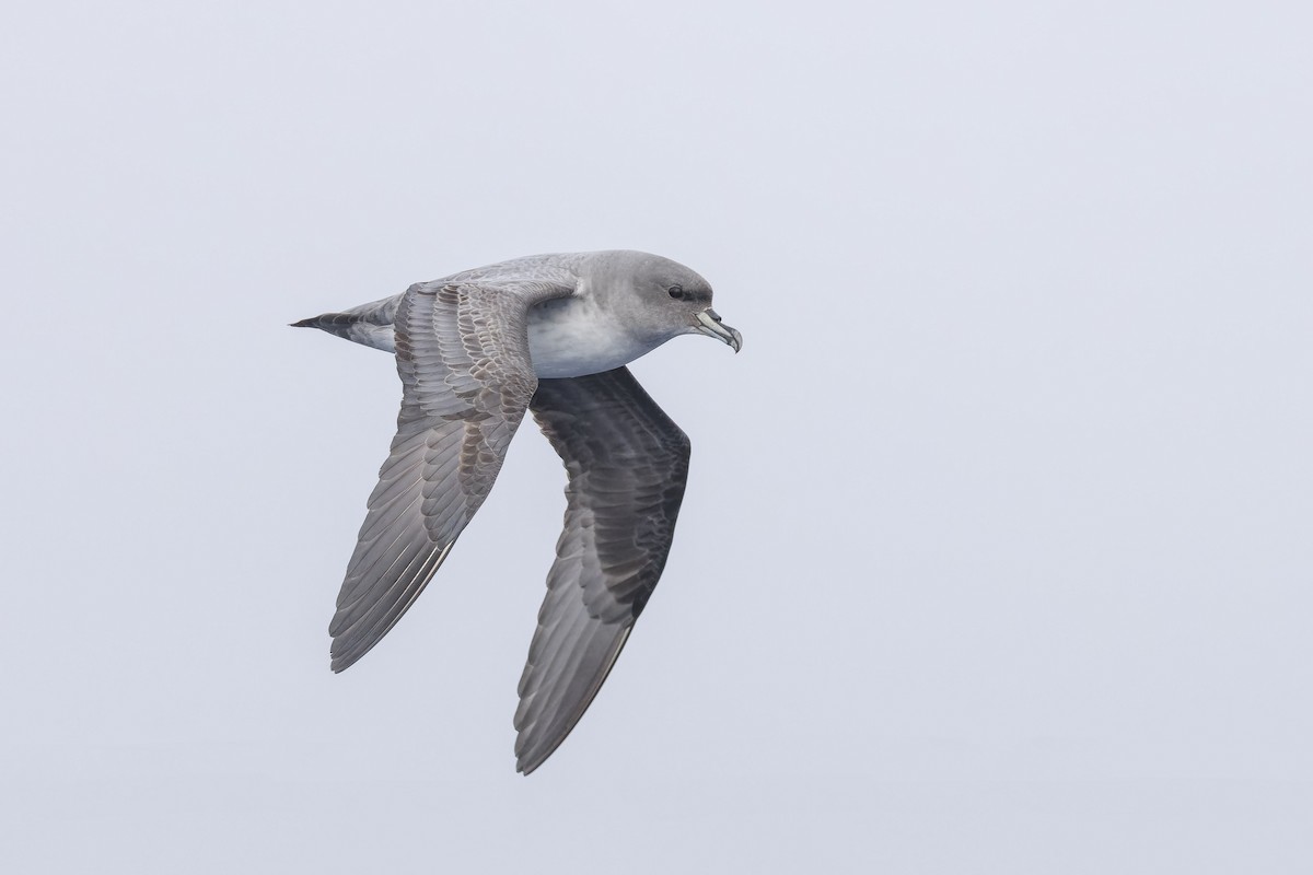 Puffin gris - ML639445788
