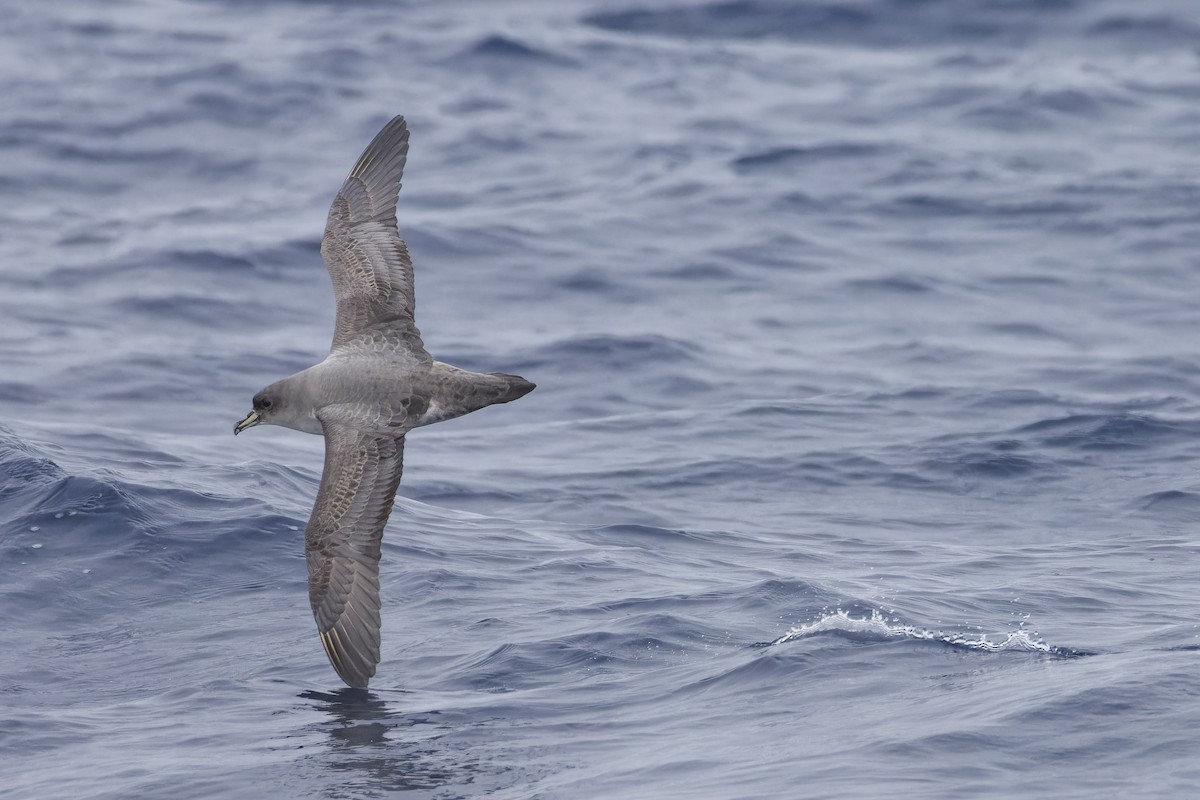 Puffin gris - ML639445790