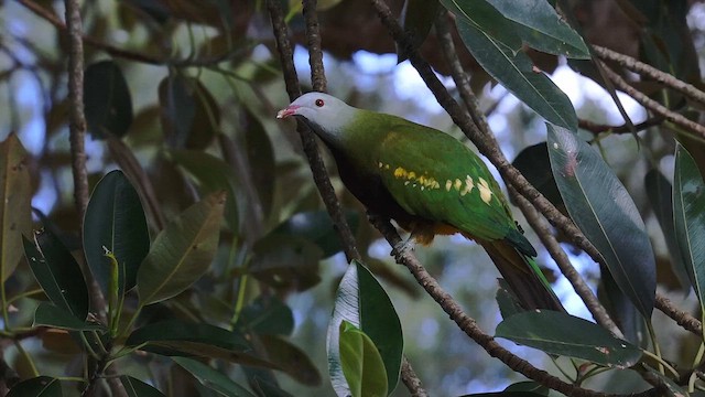 Wompoo Fruit-Dove - ML639445830