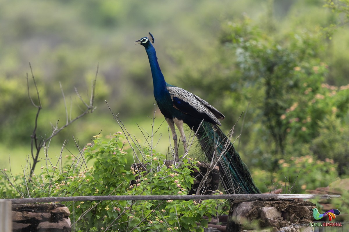 Indian Peafowl - ML639445840