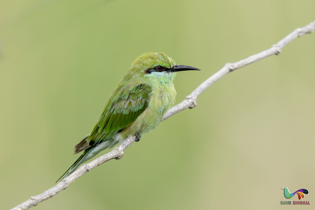 Asian Green Bee-eater - ML639445861