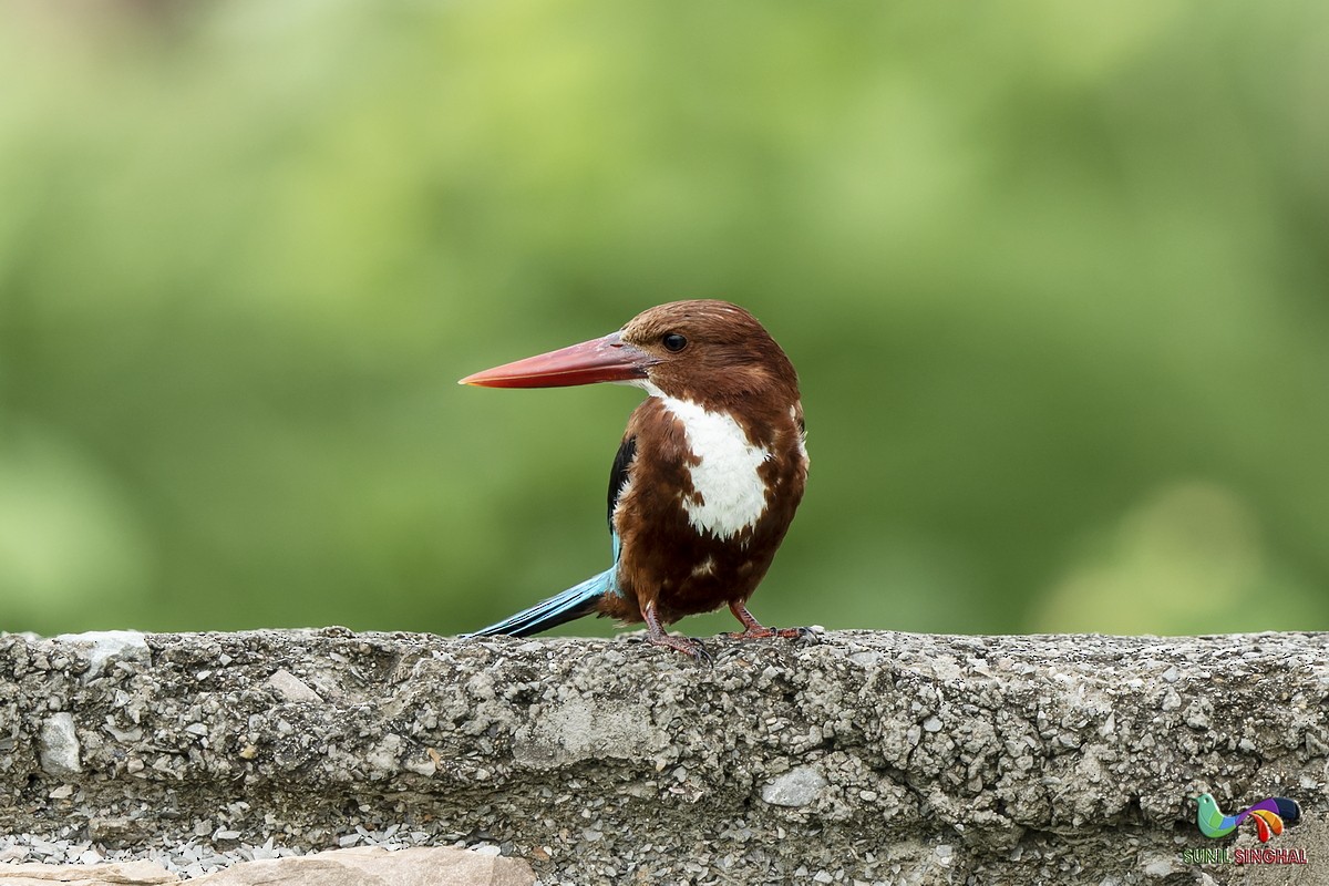 White-throated Kingfisher - ML639445864