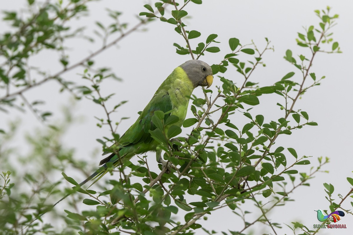 Plum-headed Parakeet - ML639445875