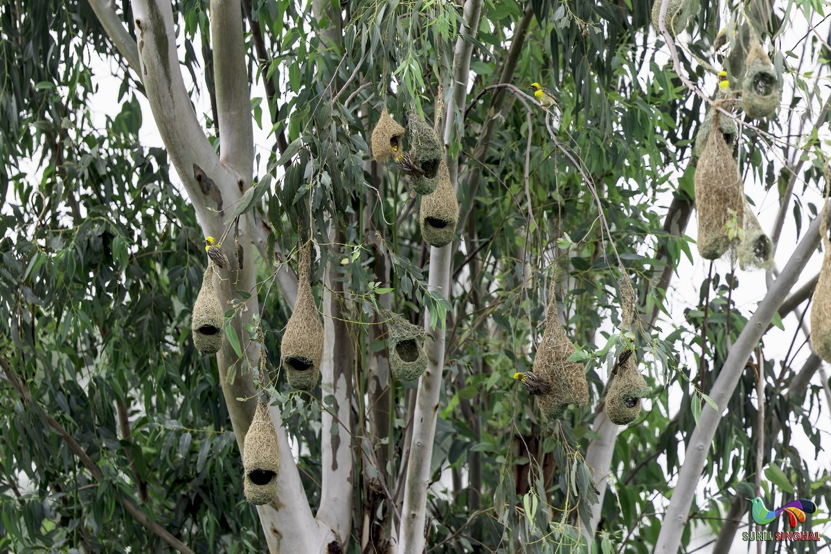 Baya Weaver - ML639445909