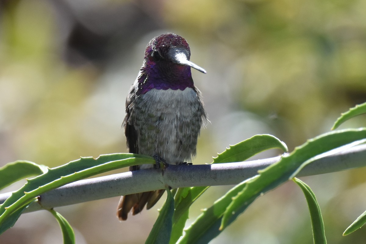Hybride Colibri d'Anna x C. de Costa - ML639445910