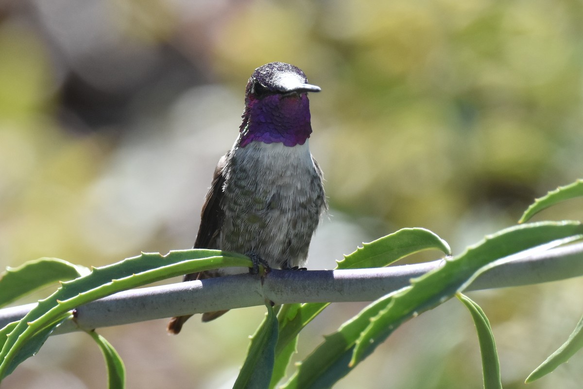 Hybride Colibri d'Anna x C. de Costa - ML639445911