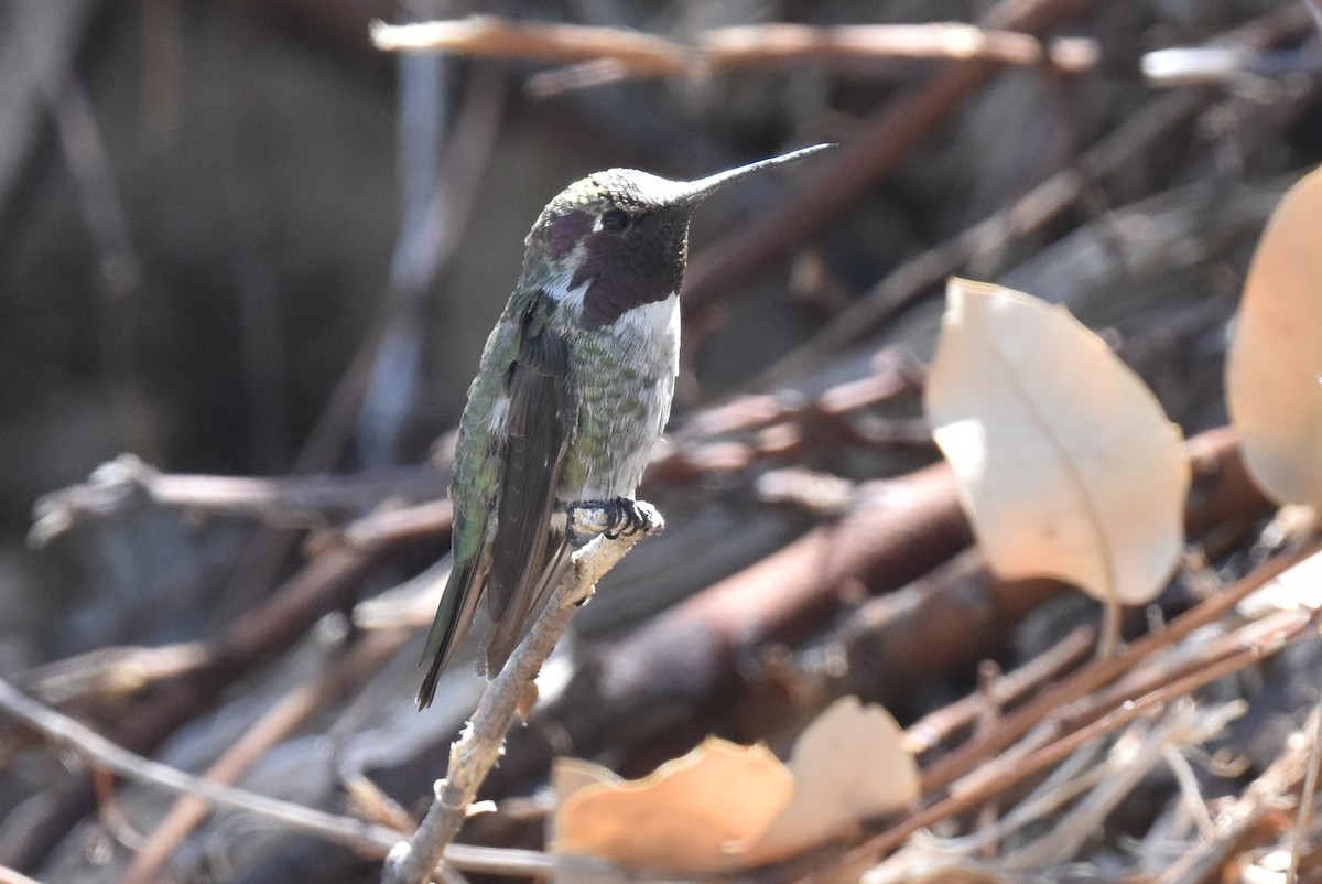 Hybride Colibri d'Anna x C. de Costa - ML639445913