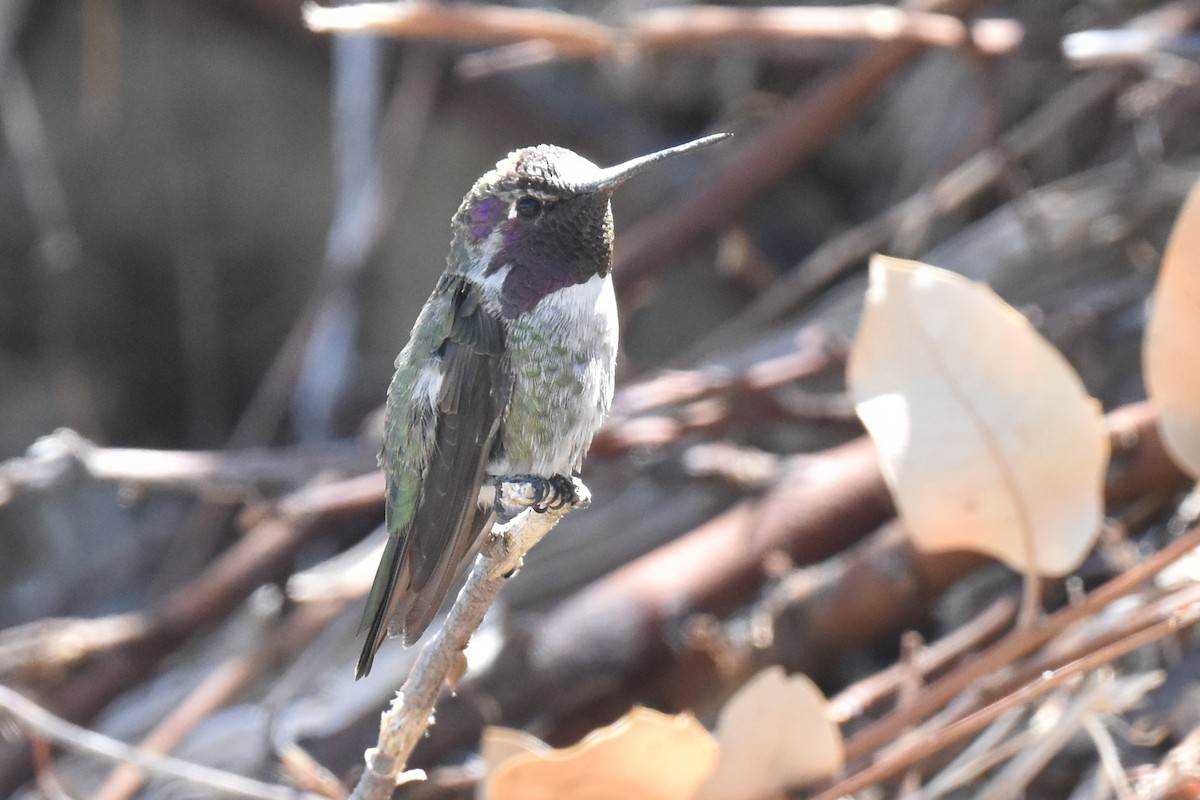 Hybride Colibri d'Anna x C. de Costa - ML639445914