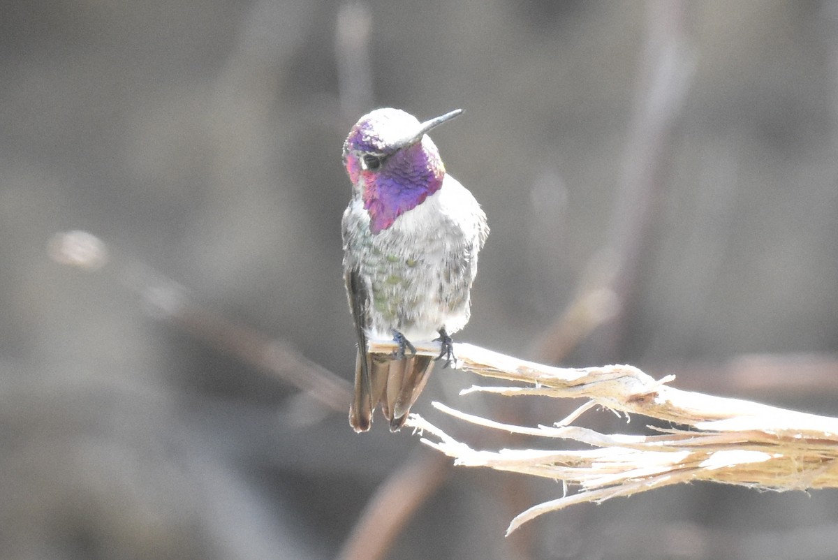 Hybride Colibri d'Anna x C. de Costa - ML639445915