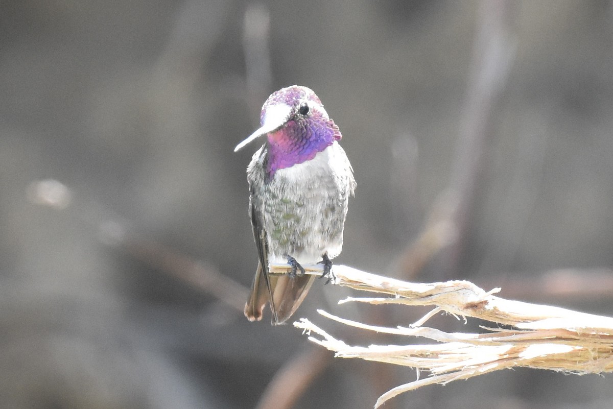 Hybride Colibri d'Anna x C. de Costa - ML639445917