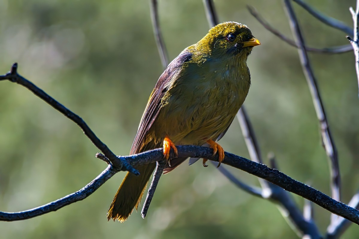 Bell Miner - ML639445922