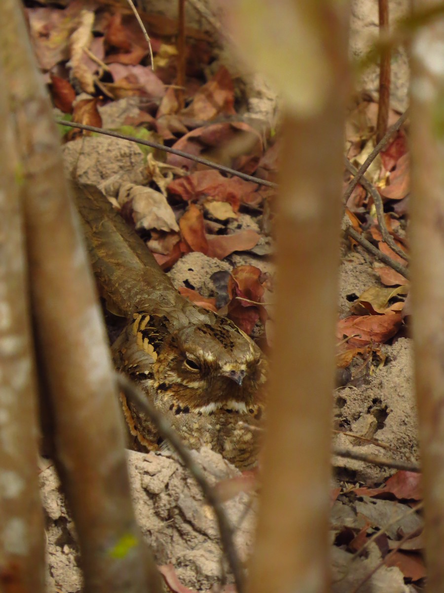 Long-tailed Nightjar - ML639445926