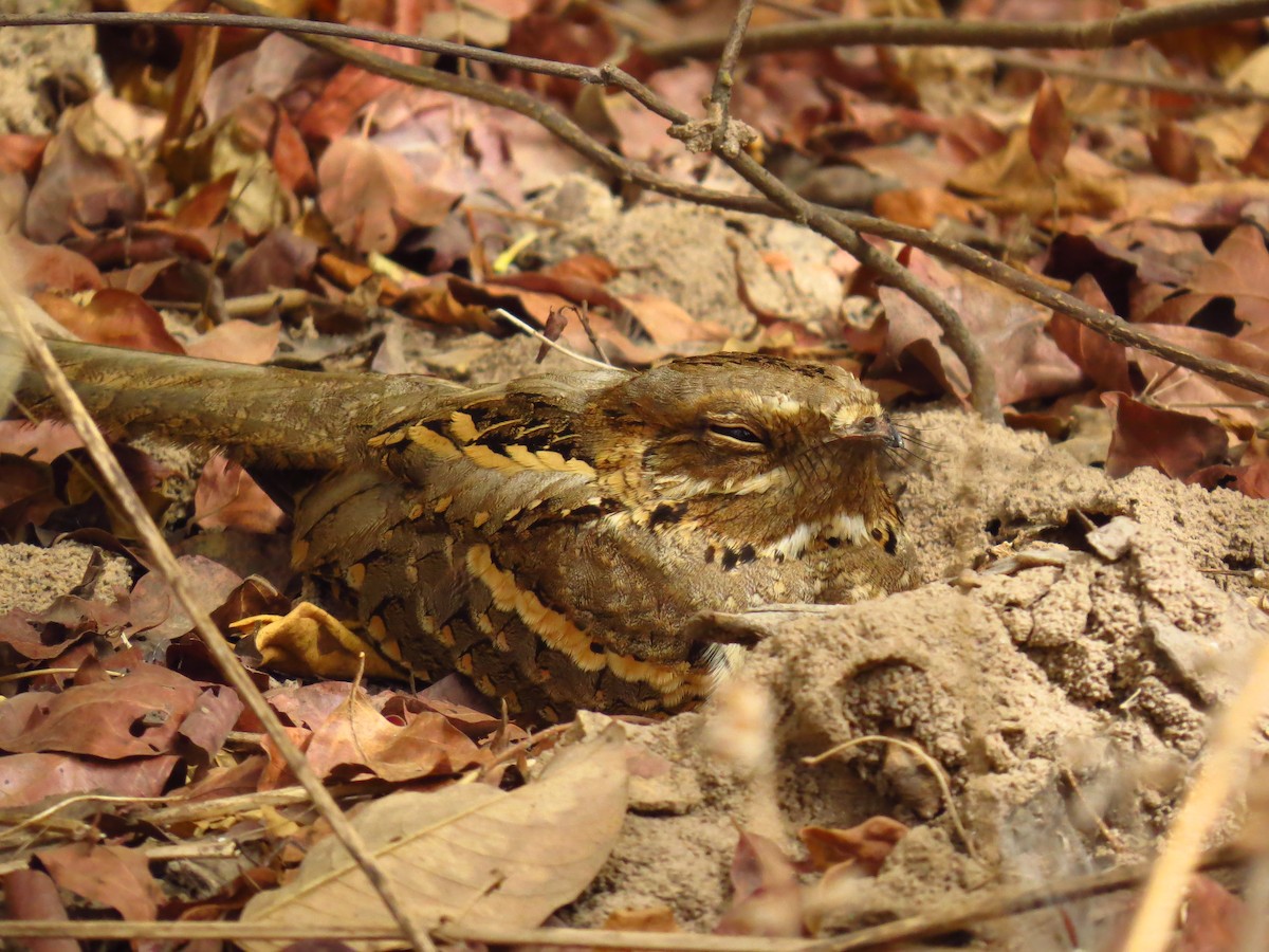 Long-tailed Nightjar - ML639445929