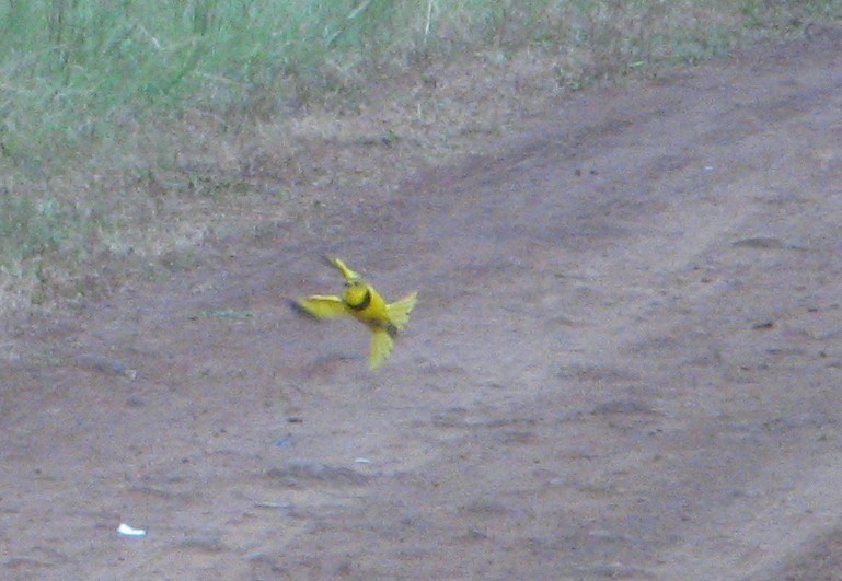 Pipit doré - ML639446001