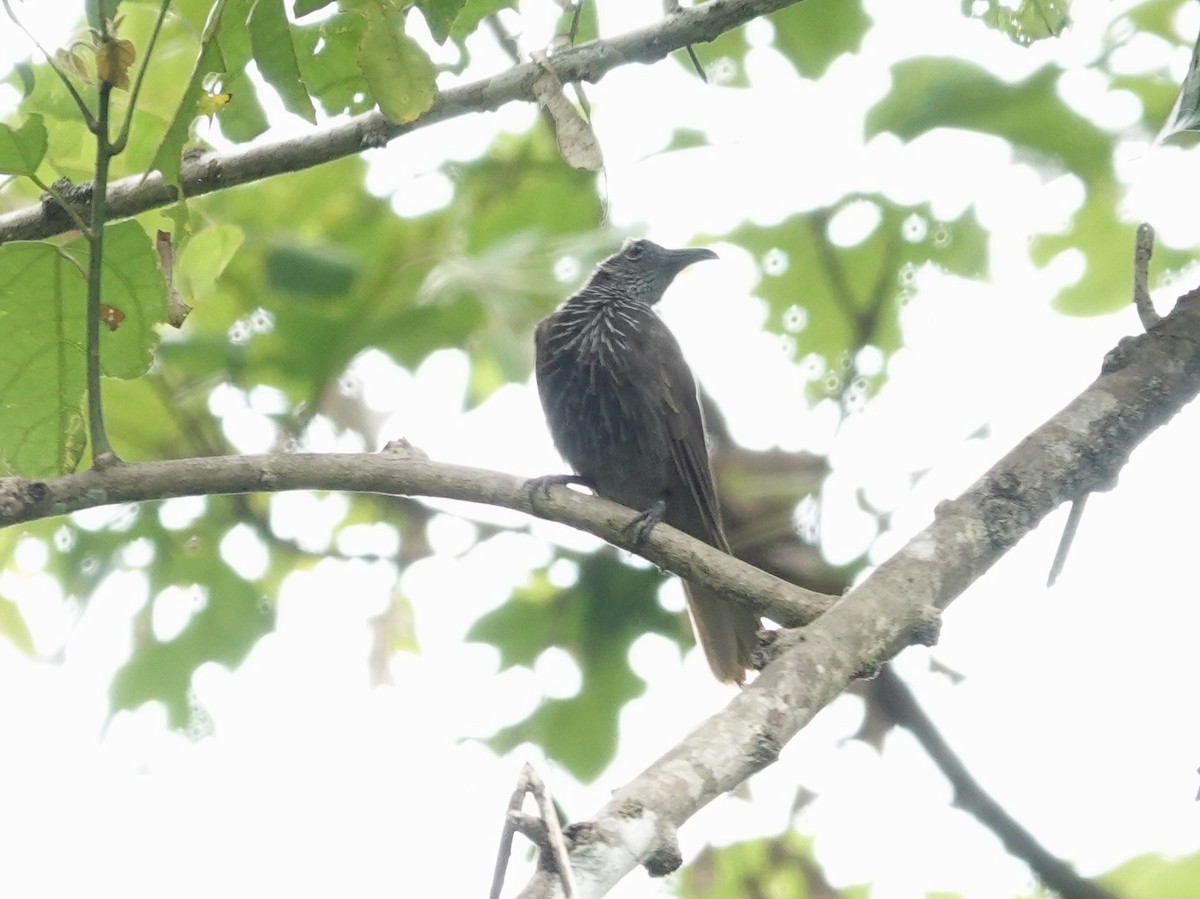 White-streaked Friarbird - ML639446004