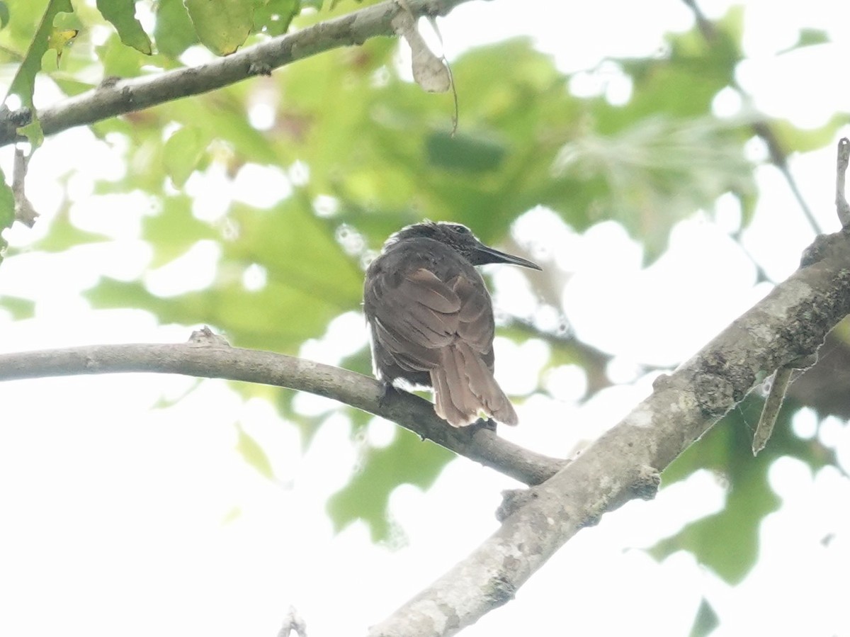 White-streaked Friarbird - ML639446005