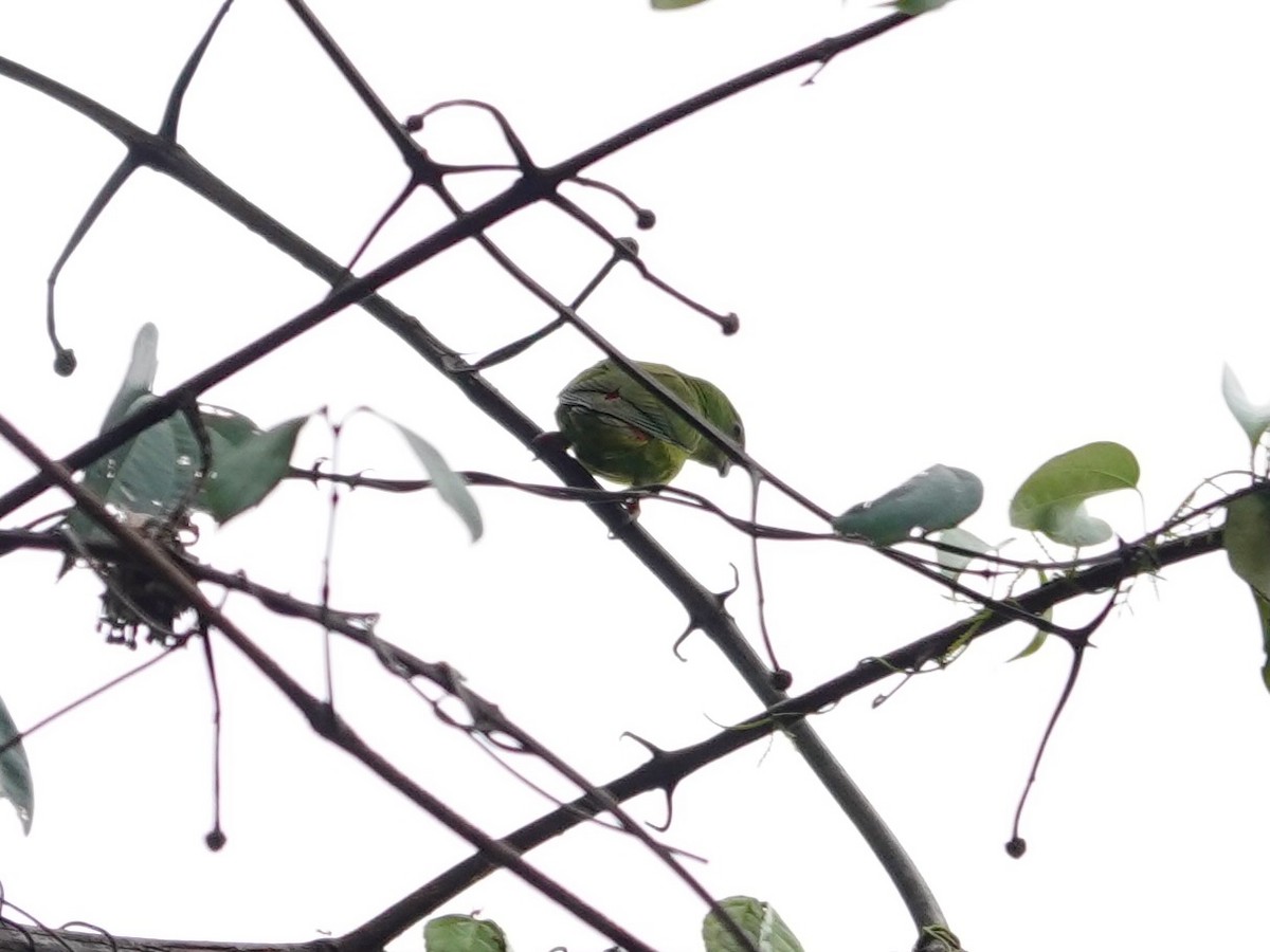 Moluccan Hanging-Parrot - ML639446008