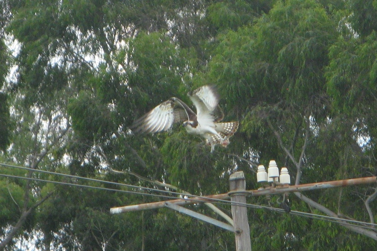 Osprey (Eurasian) - ML639446012
