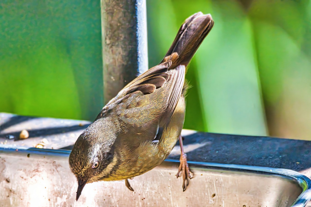 White-browed Scrubwren (White-browed) - ML639446094
