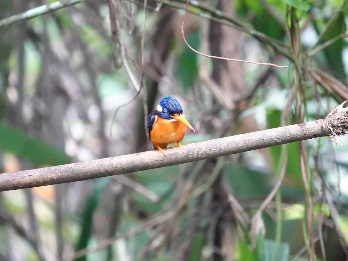 Moluccan Dwarf-Kingfisher (North Moluccan) - ML639446152
