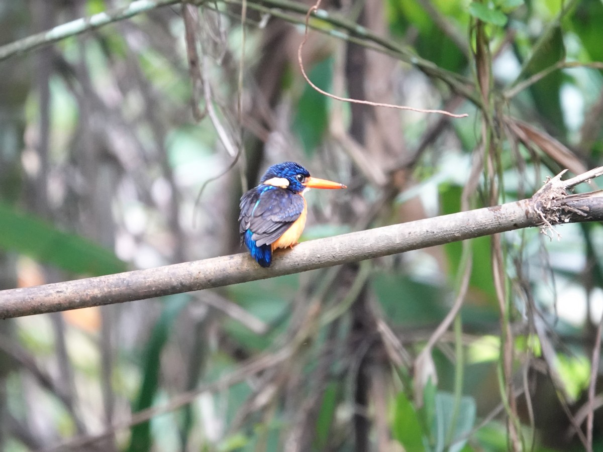 Moluccan Dwarf-Kingfisher (North Moluccan) - ML639446153