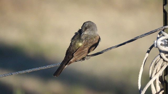 Cassin's Kingbird - ML639446164
