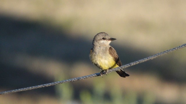 Western Kingbird - ML639446203