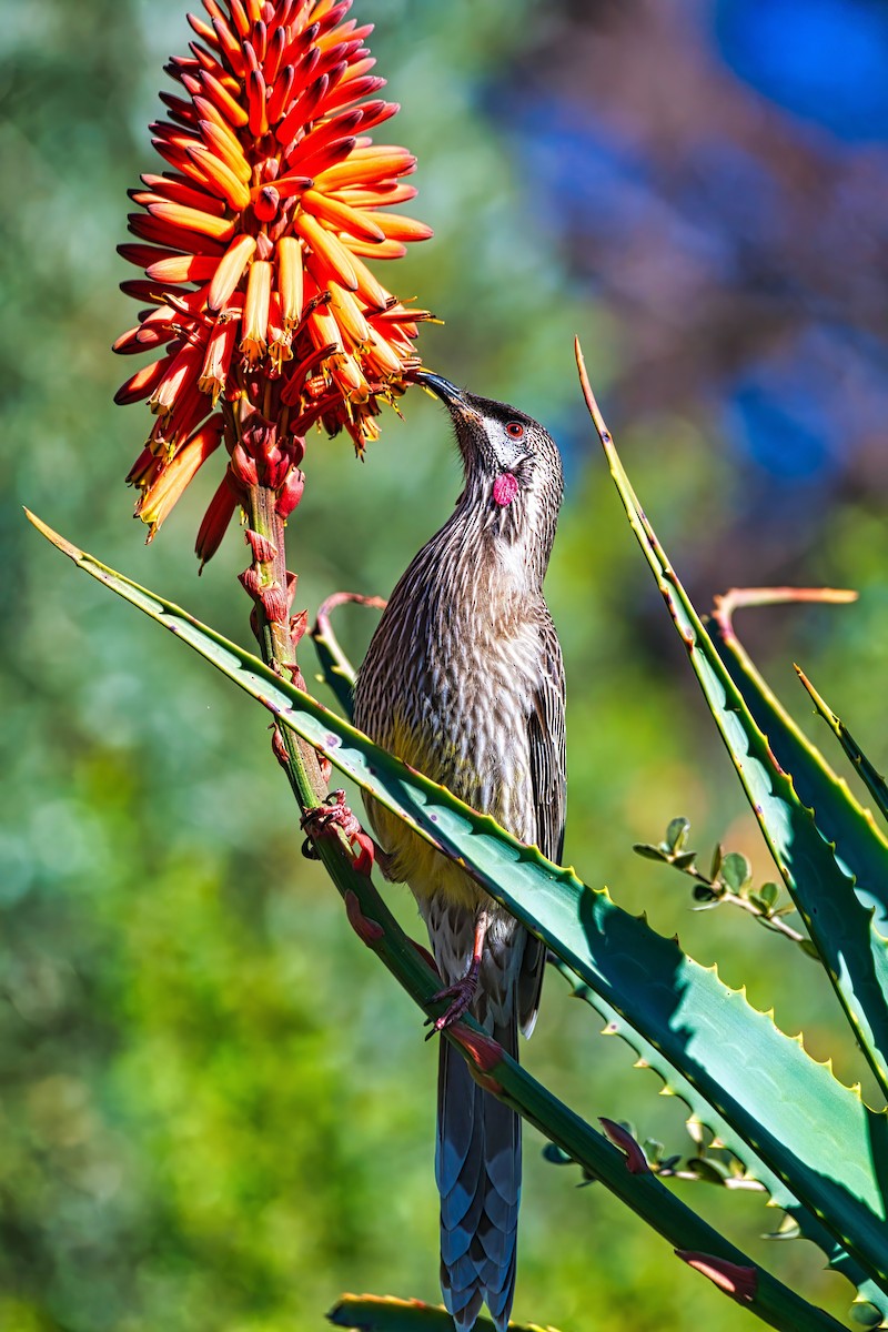 Red Wattlebird - ML639446221