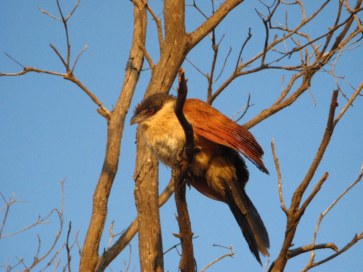 Burchell's Coucal - ML639446226
