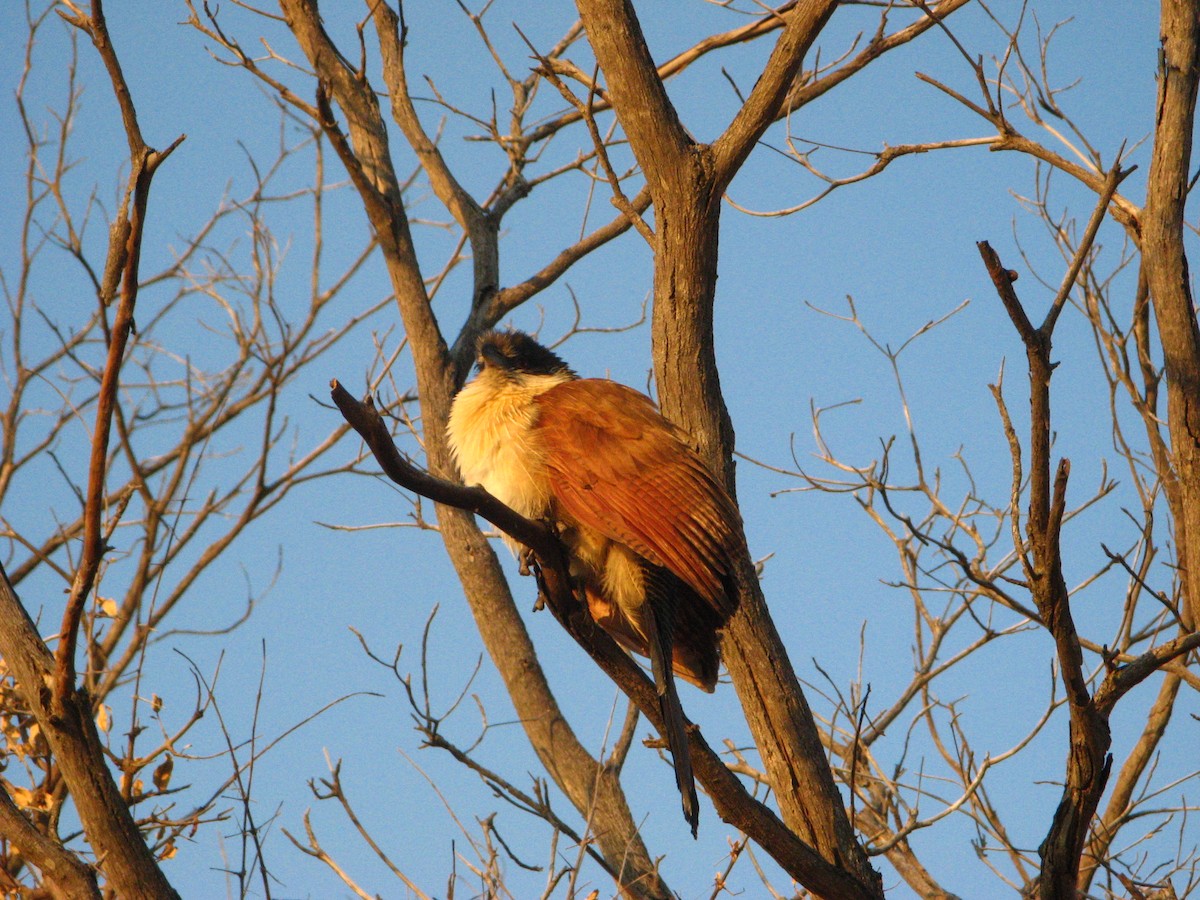 Burchell's Coucal - ML639446227