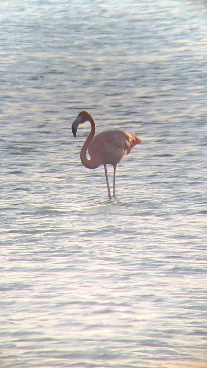 American Flamingo - ML639446238