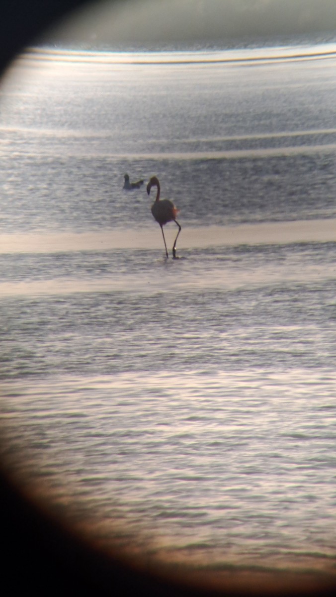 American Flamingo - ML639446242