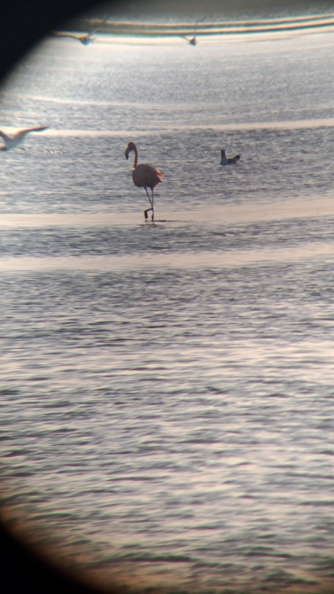 American Flamingo - ML639446248