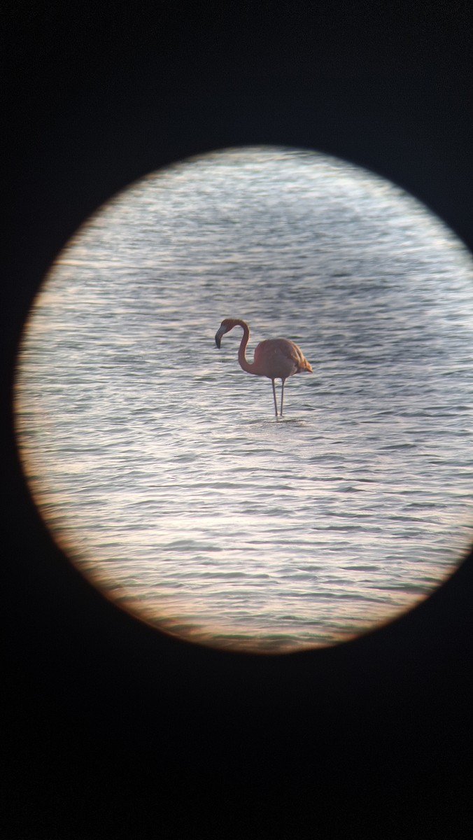 American Flamingo - ML639446259