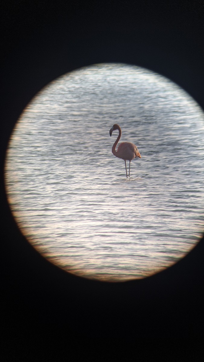 American Flamingo - ML639446267