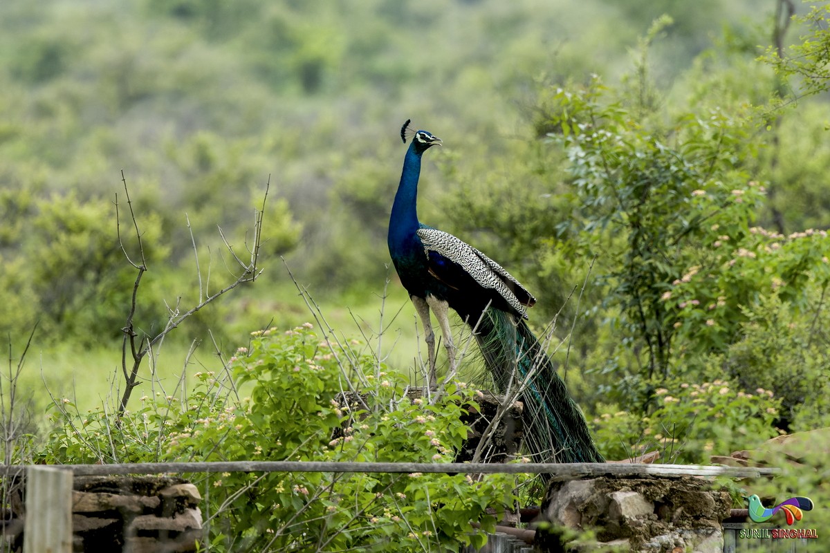 Indian Peafowl - ML639446301