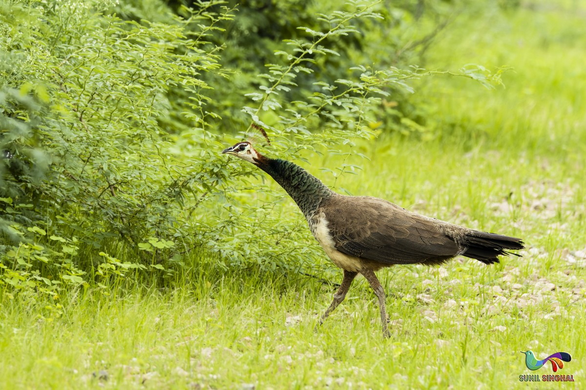 Indian Peafowl - ML639446302