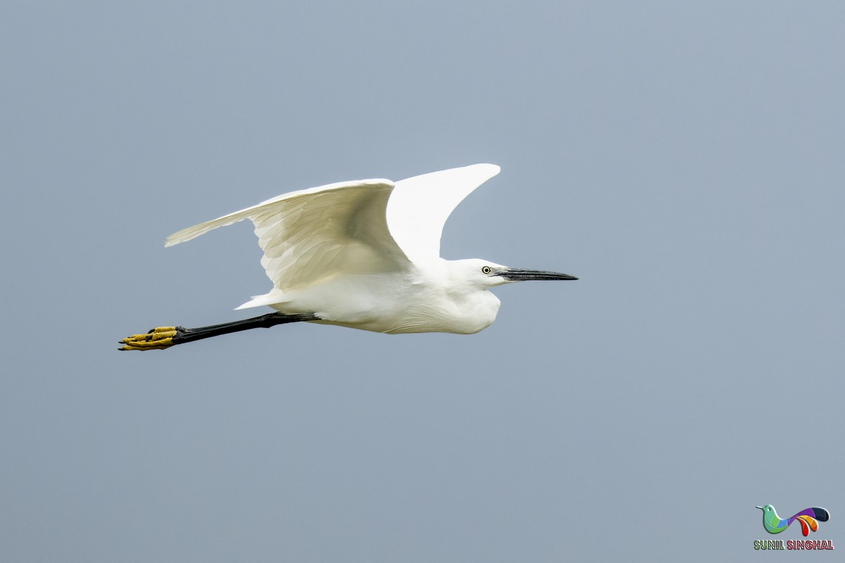 Little Egret - ML639446307