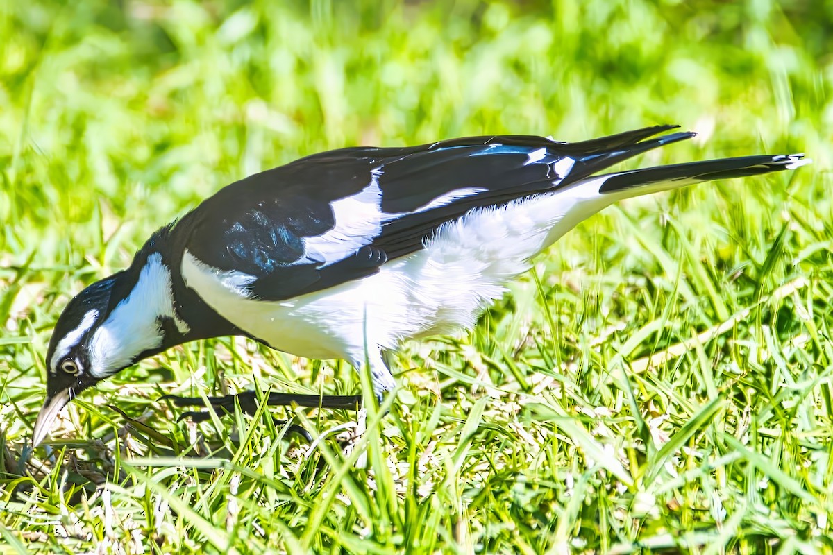 Magpie-lark - ML639446313