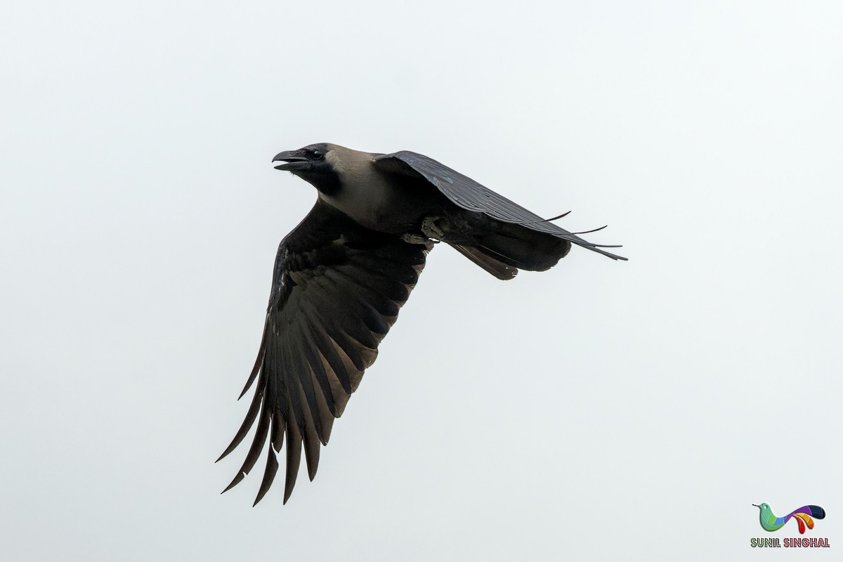 House Crow - ML639446314
