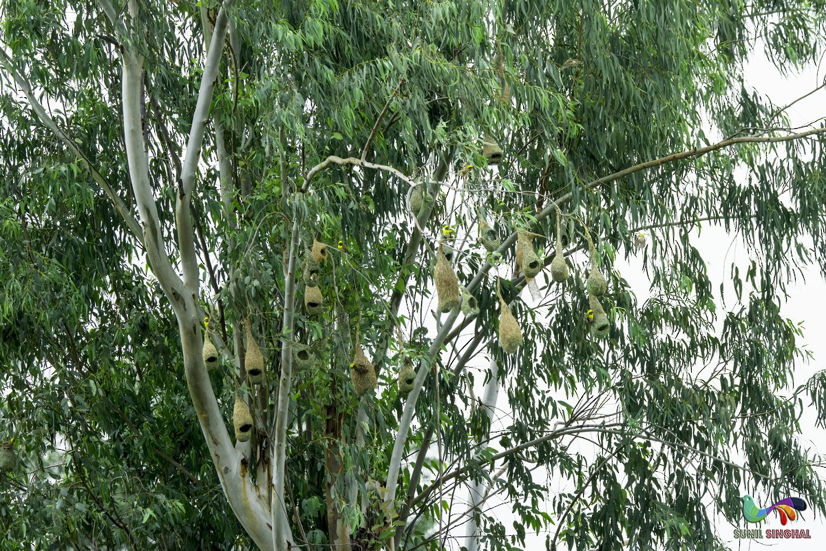 Baya Weaver - ML639446317