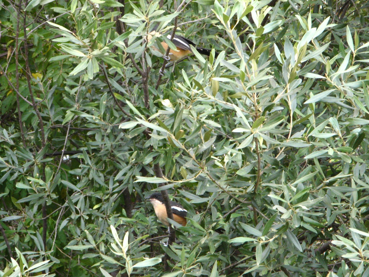 Southern Boubou - ML639446327