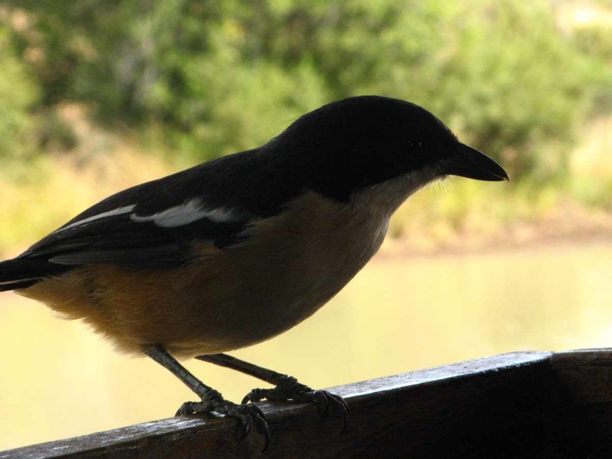 Southern Boubou - ML639446333