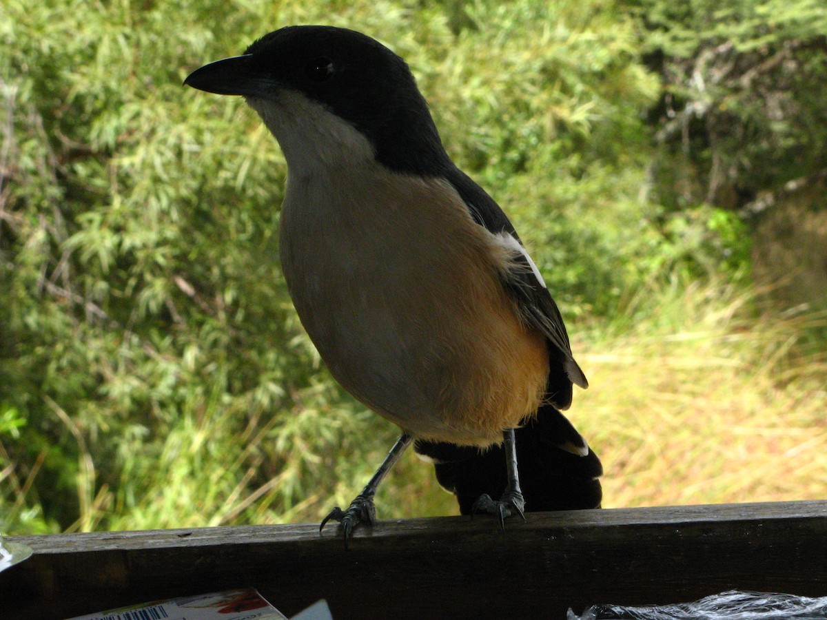 Southern Boubou - ML639446334