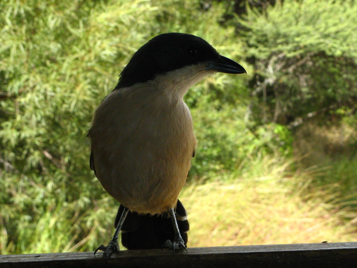 Southern Boubou - ML639446335