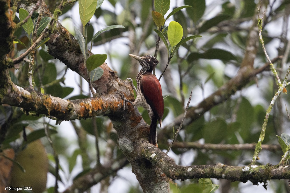 Crimson-backed Flameback - ML639446354